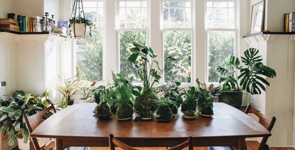 Close-up of plants and greenery near a building with fiber cement siding
